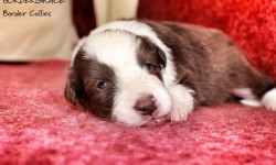 puppies_6