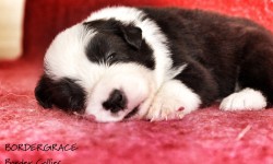 puppies_8